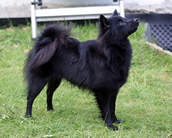 Pomeranian Sita 2012